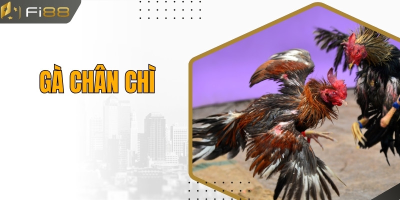 Gà Chân Chì | Chiến Kê Được Yêu Thích Lựa Chọn Số 1