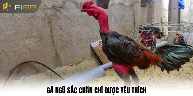 Gà ngũ sắc chân chì được yêu thích