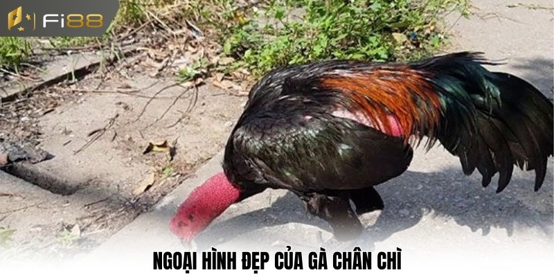 Ngoại hình đẹp của gà chân chì