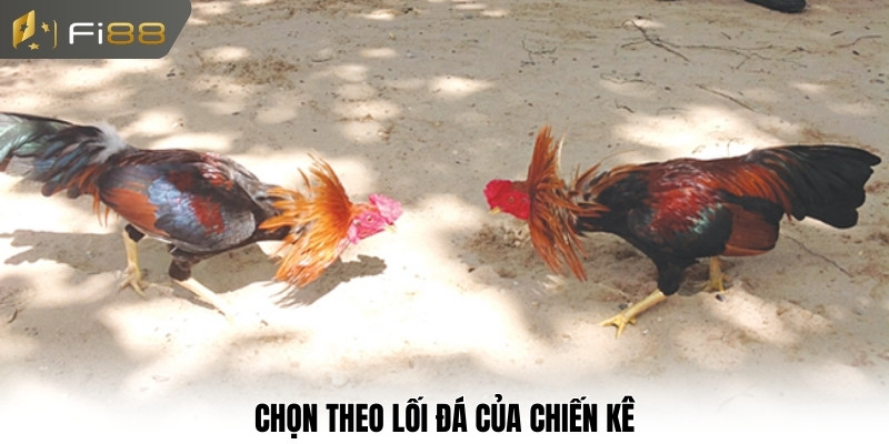 Chọn theo lối đá của chiến kê