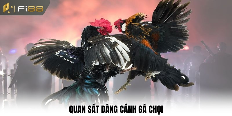 Quan sát dáng cánh gà chọi