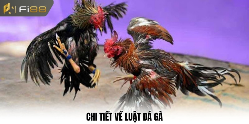 Chi tiết về luật đá gà