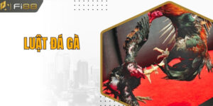 Cập Nhật Luật Đá Gà Cơ Bản Và Chi Tiết Dành Cho Người Mới
